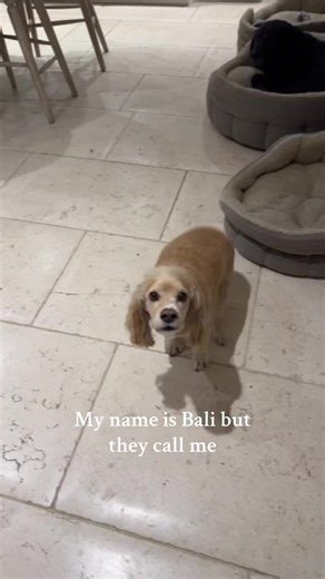 Unique Cocker Spaniel Names You’ll Love