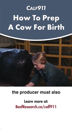 How to prep a cow for a difficult birth #calf911