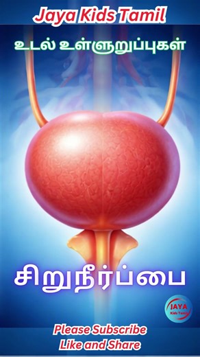 சிறுநீர்ப்பை | Urinary Bladder