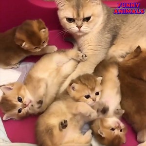 52K views · 1.2K reactions | Funny Cats: Cute and Funny Cat Videos Compilation  #Funny #Animals #Cats | Funny Animals | Facebook