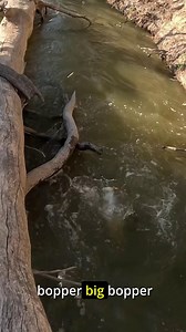 197K views · 3.3K reactions | Insane Murray cod eat for Kyle Barber,...