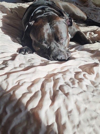 Maximus Jr. Official (@maximusjrofficial)’s videos with Western Music: Arizona Dreaming - Piero Piccioni