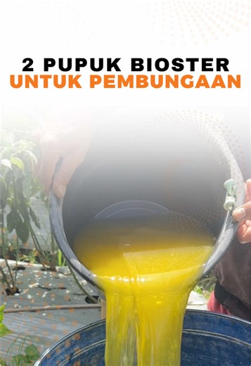 Sahabat Mutiara, Lebatnya bunga tidak cukup hanya dari NPK. Tanaman juga perlu tambahan hara yang cepat tersedia agar proses pembungaan lebih optimal. NPK → 🌿 pertumbuhan tanaman Meroke MKP → pospat kalium ➜ ⚡ energi pembentukan bunga KARATE PLUS BORONI → kalsium boron nitrat ➜ 🌼 mengurangi rontok bunga & memperkuat bakal buah Jika nutrisi pembungaan terpenuhi, tanaman akan lebih stabil memasuki fase generatif sehingga bunga lebih lebat dan potensi buah lebih banyak. 🌱