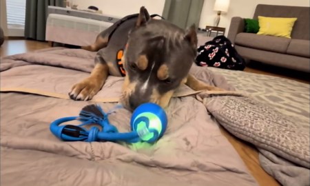 Interactive Dog Toys, New Motion Activated Cat Balls with 360° Smart Automatic Rolling Moving, Fun Boredom Relief for Cats and Dogs Indoor Play (Blue)