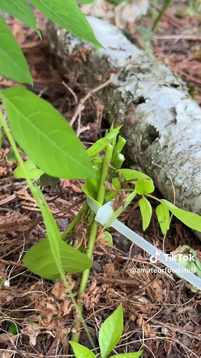 How to Effectively Kill Tree of Heaven