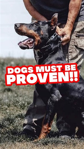 All my dog has to be proven before the can be a stud dog. #theproofisinthepudding | European Doberman Stud