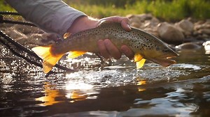 7.9K views · 118 reactions | Check out the MKII Competition Series nymph rods in action in the new Modern Nymphing Elevated film: https://vimeo.com/ondemand/modernnymphingelevated MKII Competition Series nymph rods available now at your local dealer and www.cortlandline.com. | Cortland Line | Facebook