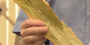 ‘It keeps coming back every year’, the deadly corn disease still impacting farmers across the nation