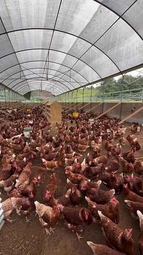 Deep Litter System for Poultry Housing