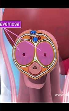Anatomy and working of Male External Genitalia (Penis)