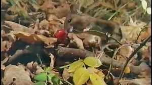 Baby Dolittle Neighborhood Animals 2001 VHS