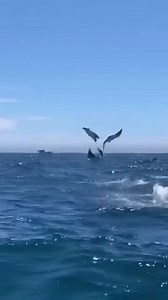 Mobiola ray fish | Big Animal TV