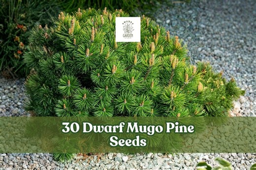 30 Dwarf Mugo Pine Seeds – Pinus Mugo Pumilio - Etsy