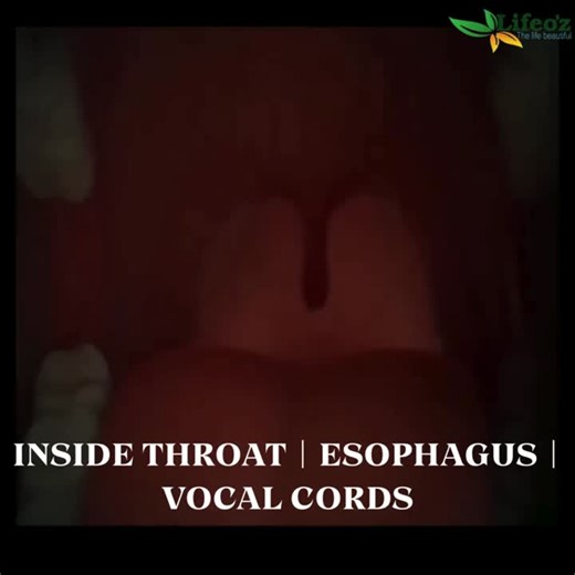 Throat Anatomy: Throat, Esophagus, Vocal Cords Explained | LIFEOZ INDIA PRIVATE LIMITED posted on the topic | LinkedIn