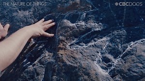 55K views · 589 reactions | "This area was like a big dinosaur...