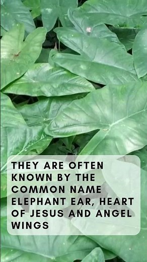 Plant of the Week: Caladium