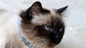 Owner Shares Cat's Hilarious Reaction to the Monthly Tornado Siren Test in a Video