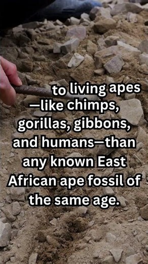 Mansoura university fossil ape discovery