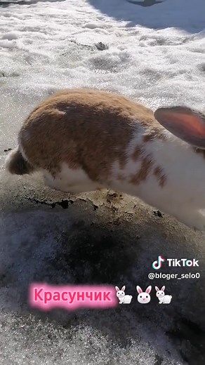 Красунчик 🐇🐰🐇#сільськежиття #село #березень #весна#мир