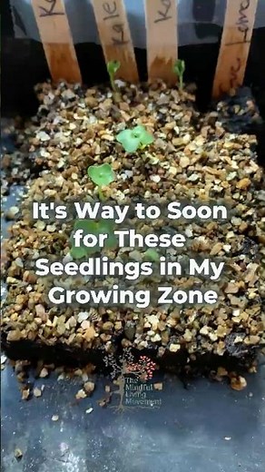 How To Grow Kale Indoors all Winter Long ~ Grow herbs indoors & other produce successfully