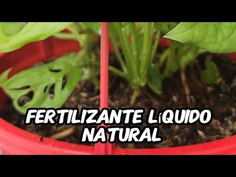 Homemade fertilizer in 24 hours 🌿 Turn waste into nutrients for your plants!