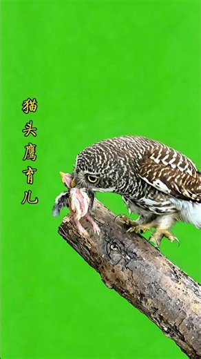 猫头鹰育儿！