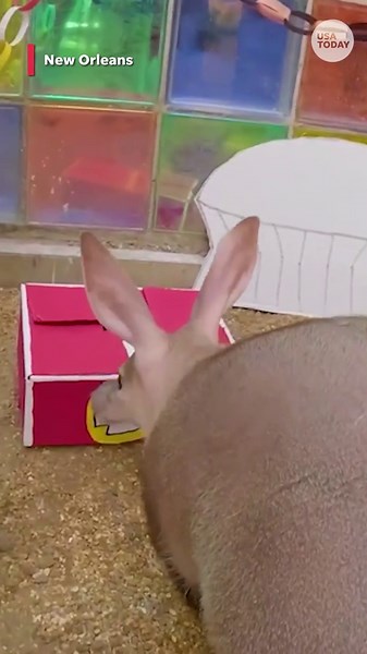 Super Bowl LIX: Watch zoo animals pick between Eagles and Chiefs