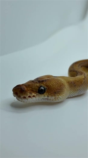 Female Cypress Red Stripe Leopard Russo Clown 🐍 | Ball Python Short