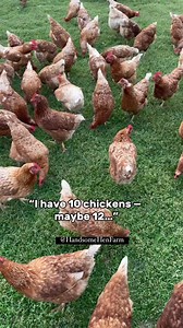 3.4K views · 52 reactions | Chicken Math — nobody knows how many chickens they actually have because they keep multiplying. #handsomehenfarm #chickens #farmlife #funny #chickenmath | Handsome Hen Farm | Facebook