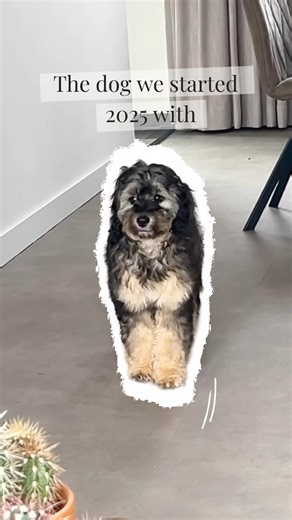 This year started with a dark little Nova and ended with a much lighter one 📸 #cockapoo #fadinggene