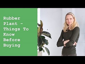 Rubber Plant (Ficus Elastica) - Things To Know Before Buying