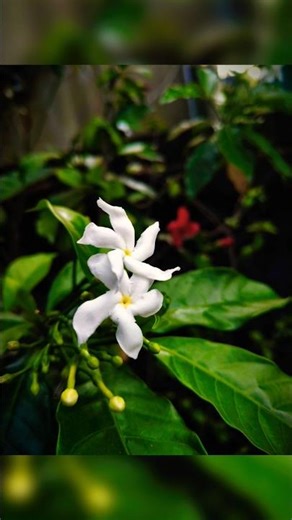 How to Capture perfect Flower pics #viral #photographyforbeginners #photographytips#tutorial #shorts