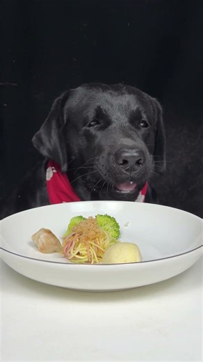 The Snack Won Custody of My Evening. Labrador. Cute Pet Debut Plan