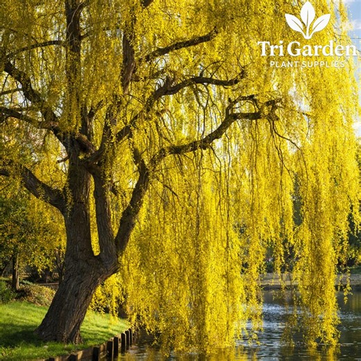 5 Gold Weeping Willow Tree Cuttings – Easy to Grow | Bonsai or Garden - Etsy