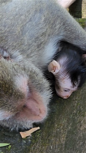 Paiper with new baby monkey Patch relaxing #shorts #viral