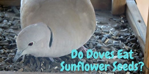 Do Doves Eat Sunflower Seeds? (Know The Fact)