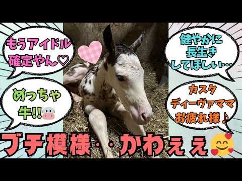 ★Over 10,000 views★ [Casta Diva 2026] Horse racing fans' reactions to the adorable birth of Aorak...