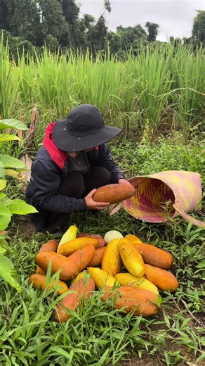 Mewarnai Rambut dengan Shampo Myiwe: Hasil Nyata