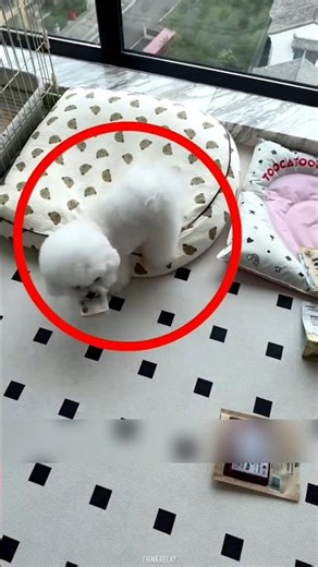 Puppy Bath Drama 🤯 #shortsvideo