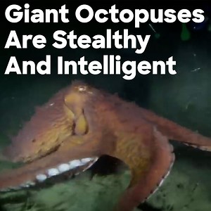 Jeremy Wade explores the enigmatic world of giant octopuses! 🌊🐙 #RiverMonsters | Discovery Channel UK