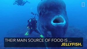 1M views · 10K shares | Meet one of the strangest fish in the world — and one that you probably haven't even heard of. | National Geographic Animals | Facebook