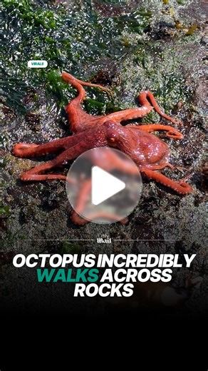 It walked across the rocks like it was nothing 😮‍💨 | Daily Mail Animals