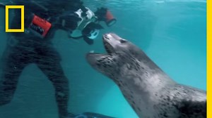 Leopard Seal : A National Geographic Production