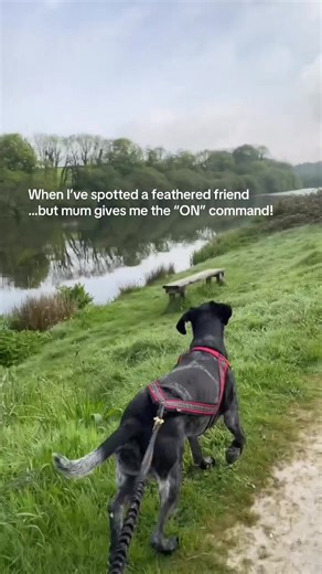 Mastering Canicross: Essential Commands for Great Runs