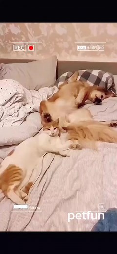 hahaha 😂😂😂 #pet #pets #dog #dogs #cutedogs #smartdogs #goldenretriever #rottweiler #canecorso #doberman #pug #bull #chihuahua #cute #puppy | Pet's Family