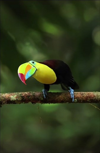 Johan Chaves on TikTok