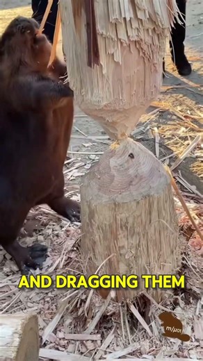 How BEAVERS build massive DAMS