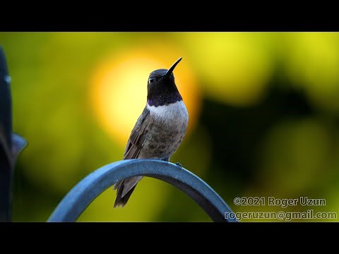 HDObservations : Black-Chinned Hummingbird (4K UHD)