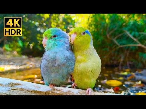 Peaceful Moments with Love Birds: 1 HR Tropical Parrotlet Ambience (4K Relaxation)