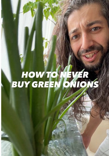 Never Buy Green Onions Again! Grow Your Own 🌱